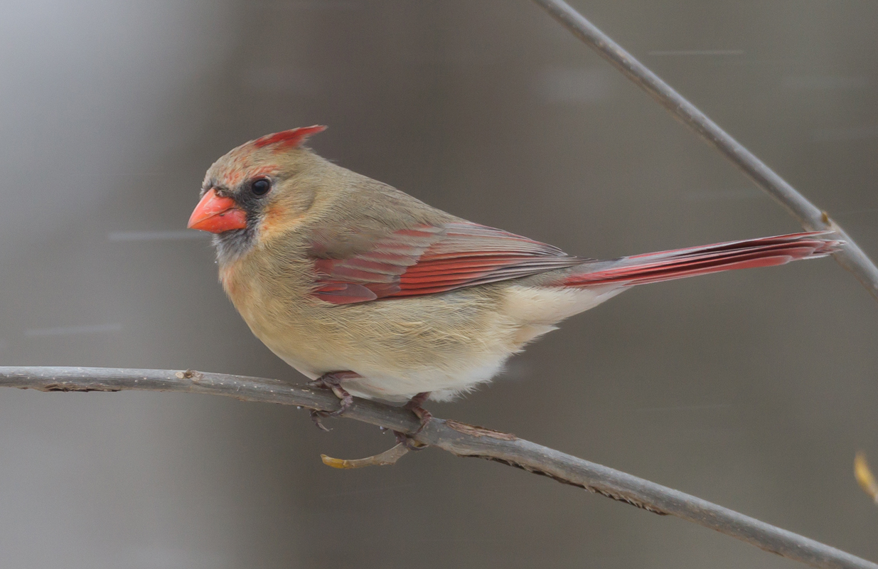 23_Female_Cardinal