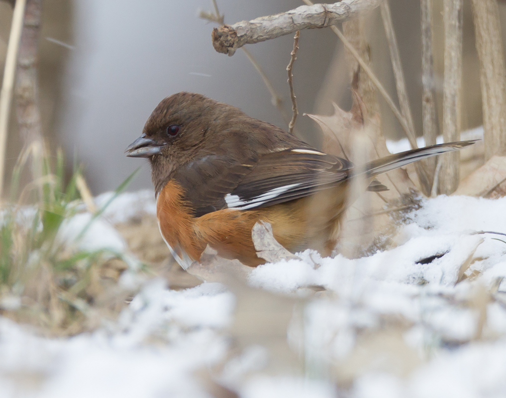 24_Female_Towhee