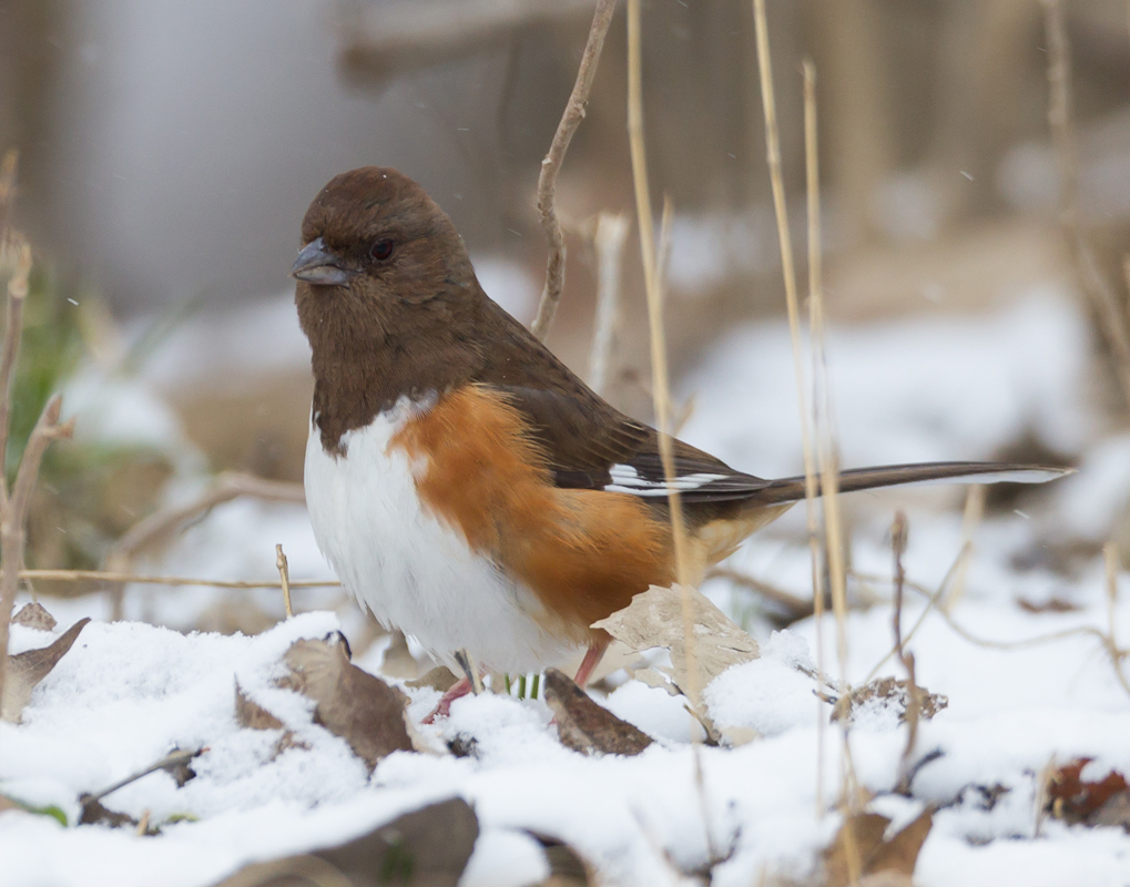 25_Female_Towhee