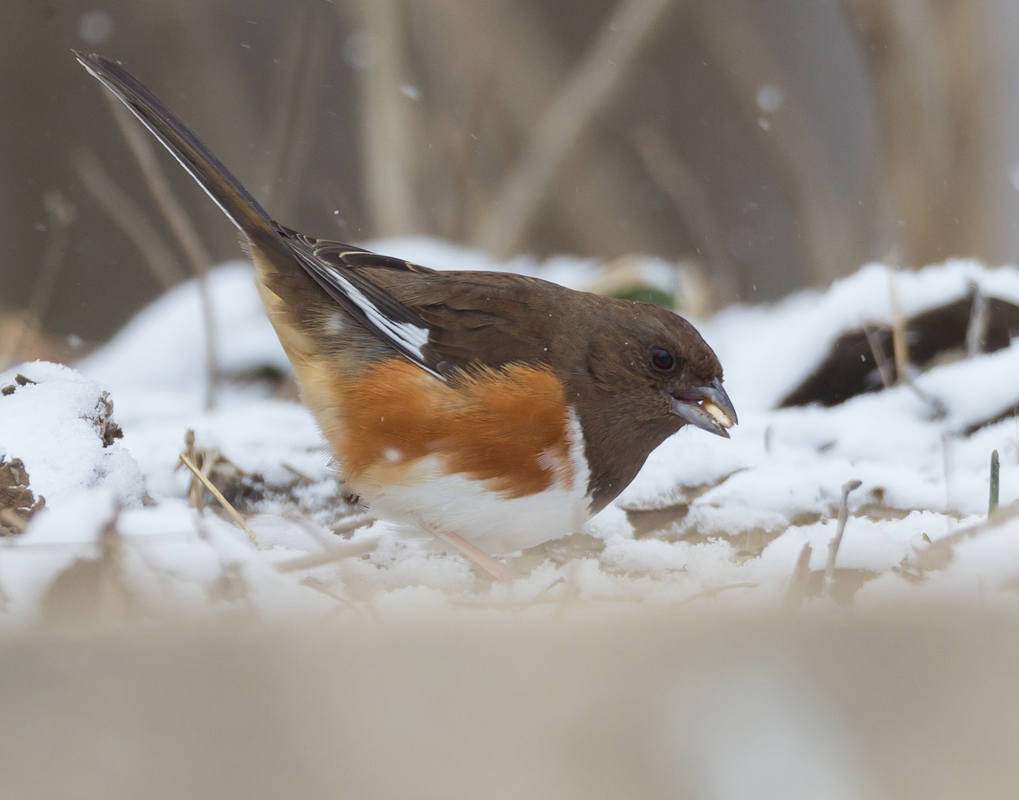 26_Female_Towhee