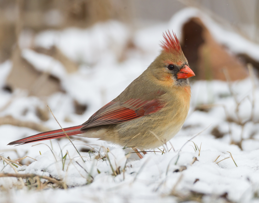 29_Female_Cardinal