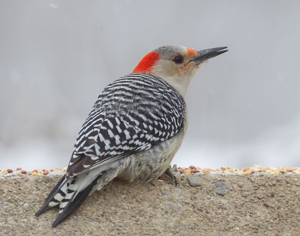 30_Female_Redbellied_Woodpecker