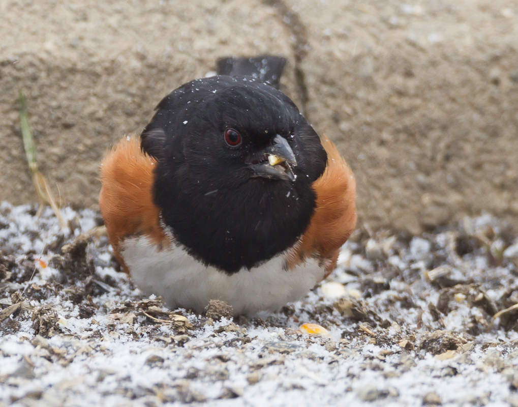 32_Male_Towhee