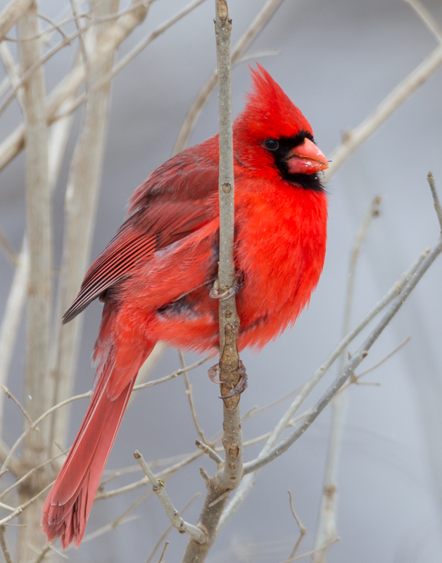 34_Male_Cardinal
