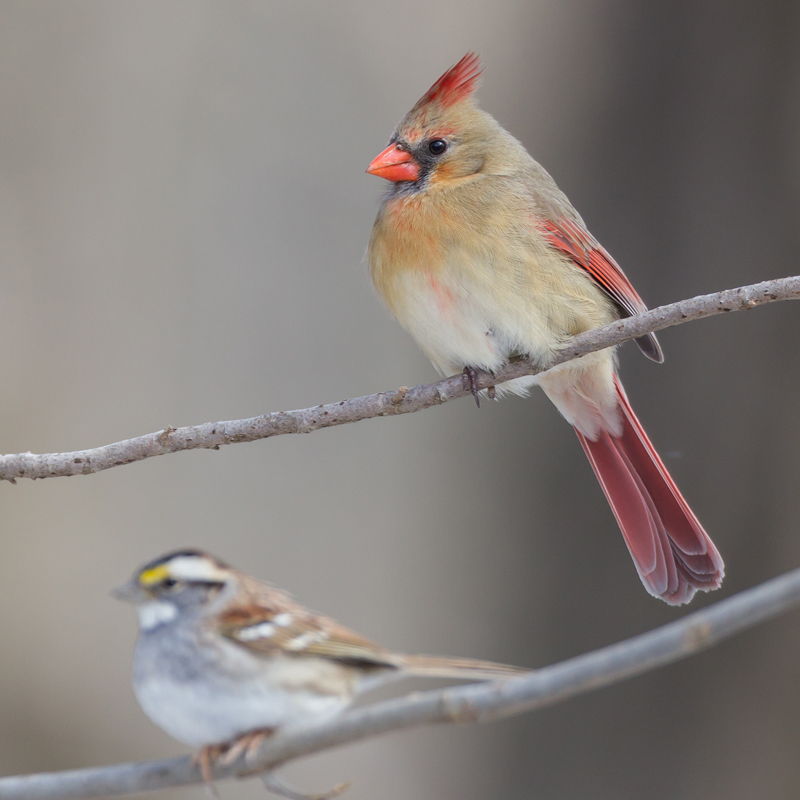 35_whitethroated_cardinal