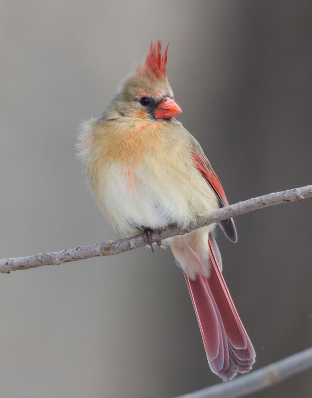 36_Female_Cardinal