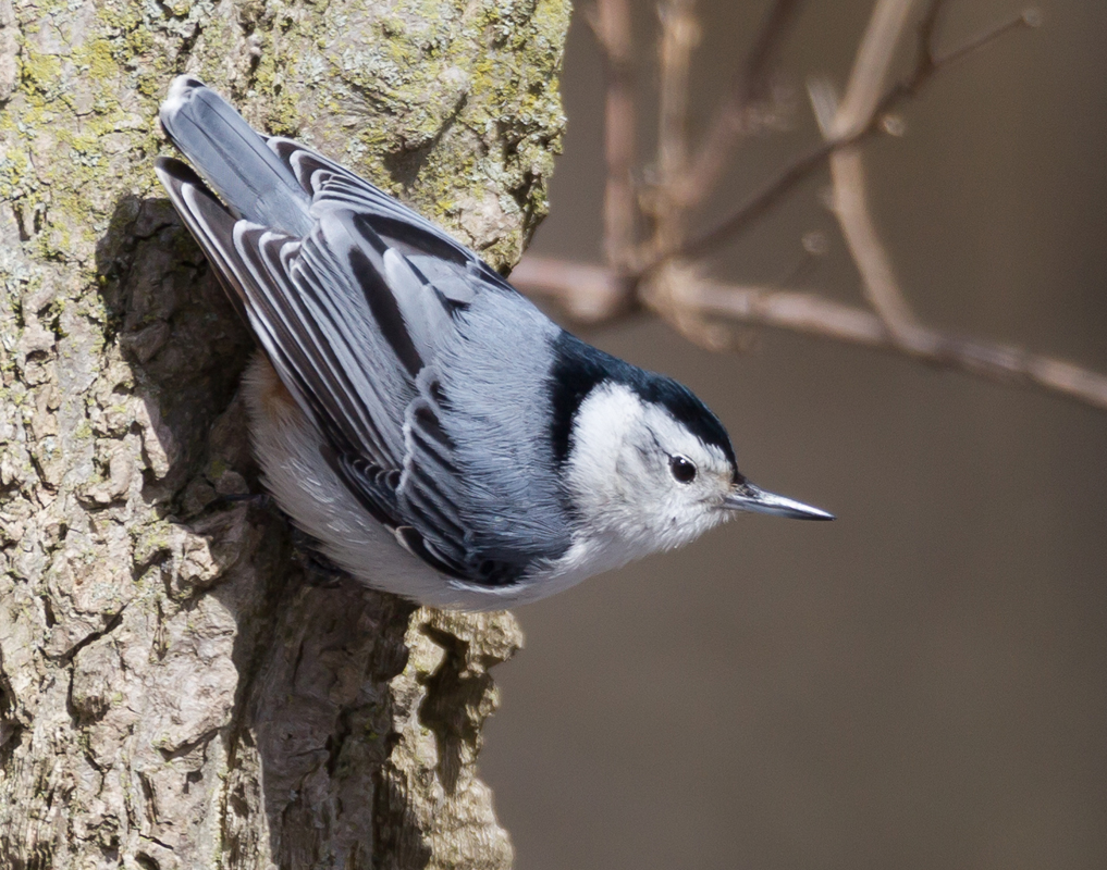 37_Whitebreasted_Nuthatch