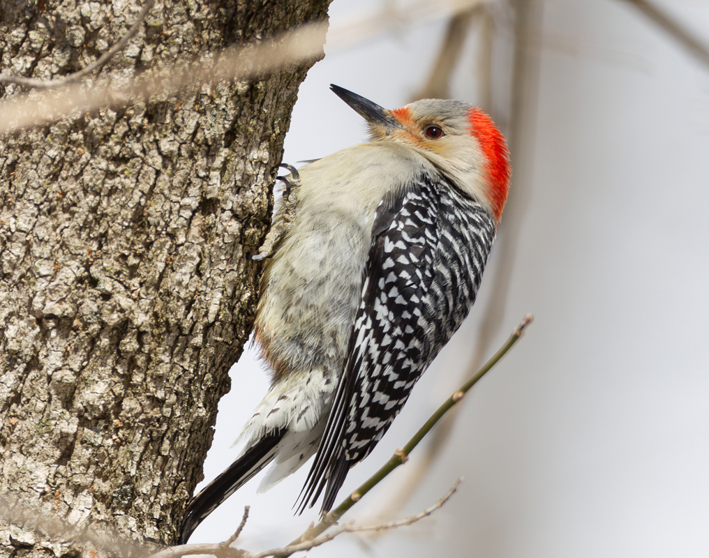40_Female_Redbellied_Woodpecker