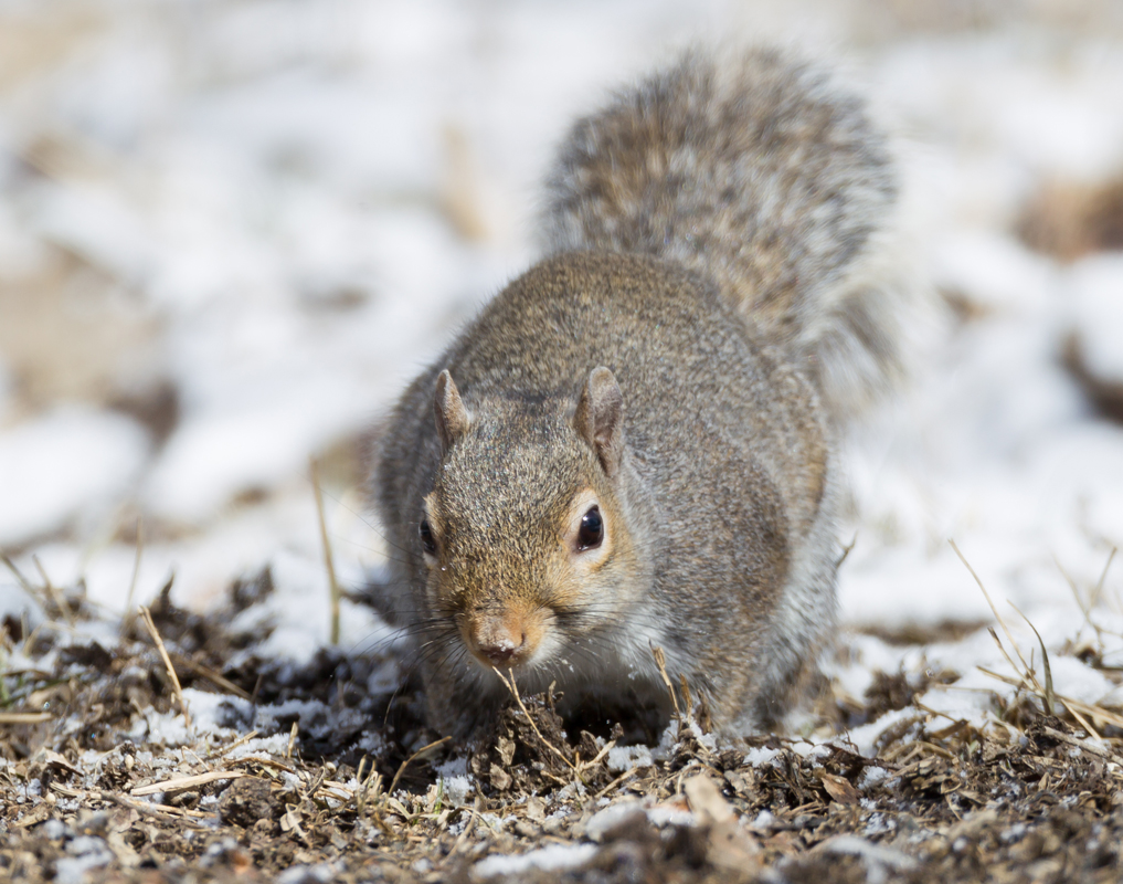 42_That_Squirrel