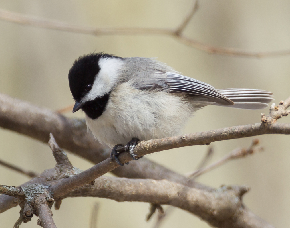 43_Chickadee
