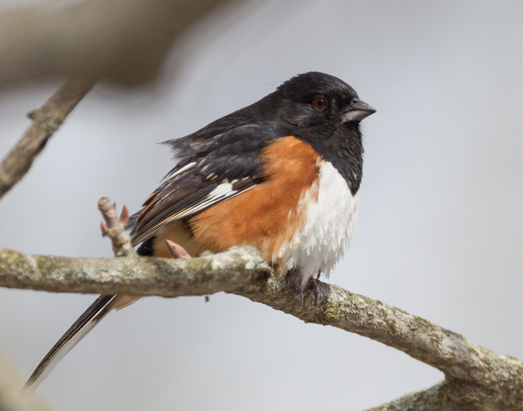 44_Male_Towhee