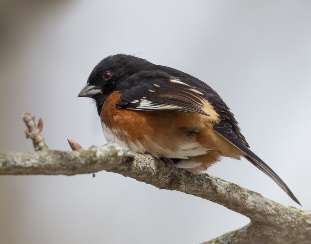 45_Male_Towhee