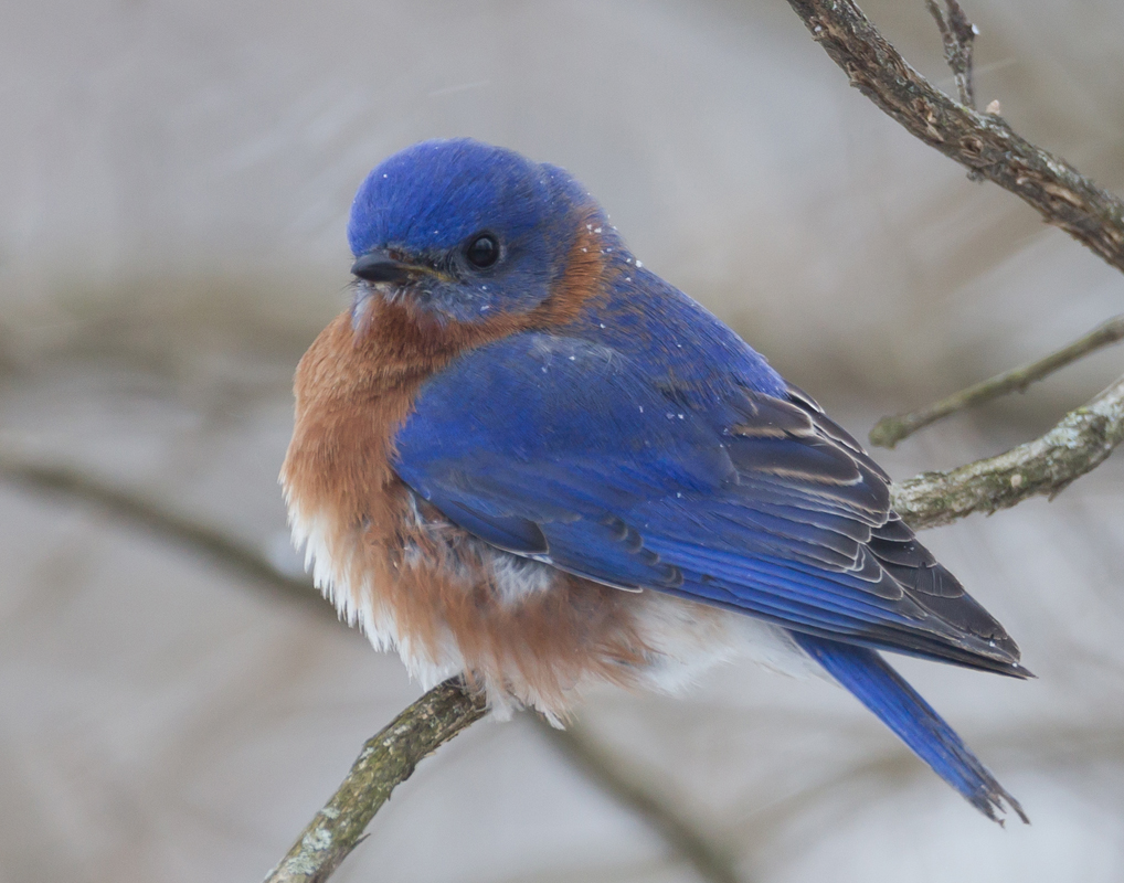 46_Male_Bluebird
