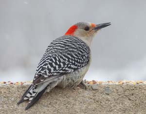 30_Female_Redbellied_Woodpecker