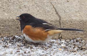 31_Male_Towhee