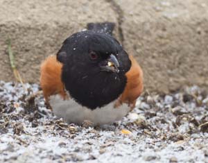 32_Male_Towhee
