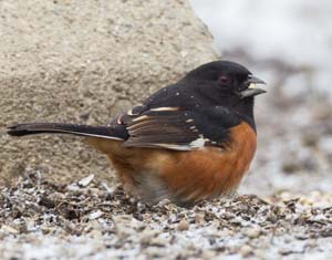 33_Male_Towhee