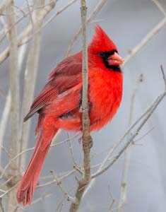 34_Male_Cardinal