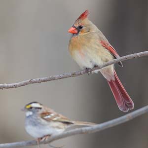 35_whitethroated_cardinal