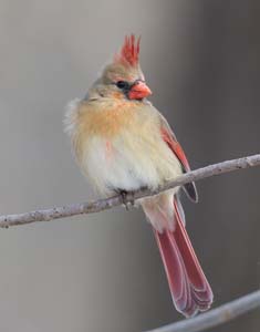 36_Female_Cardinal