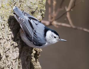 37_Whitebreasted_Nuthatch