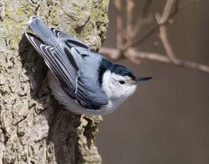 38_Whitebreasted_Nuthatch