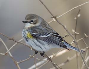 39_Yellow_rumped_warbler