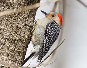 40_Female_Redbellied_Woodpecker