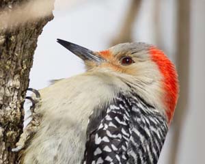 41_Female_Redbellied_Woodpecker