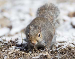 42_That_Squirrel