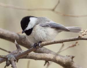 43_Chickadee