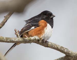 44_Male_Towhee