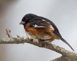 45_Male_Towhee