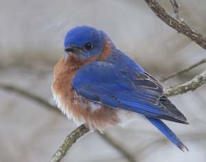46_Male_Bluebird