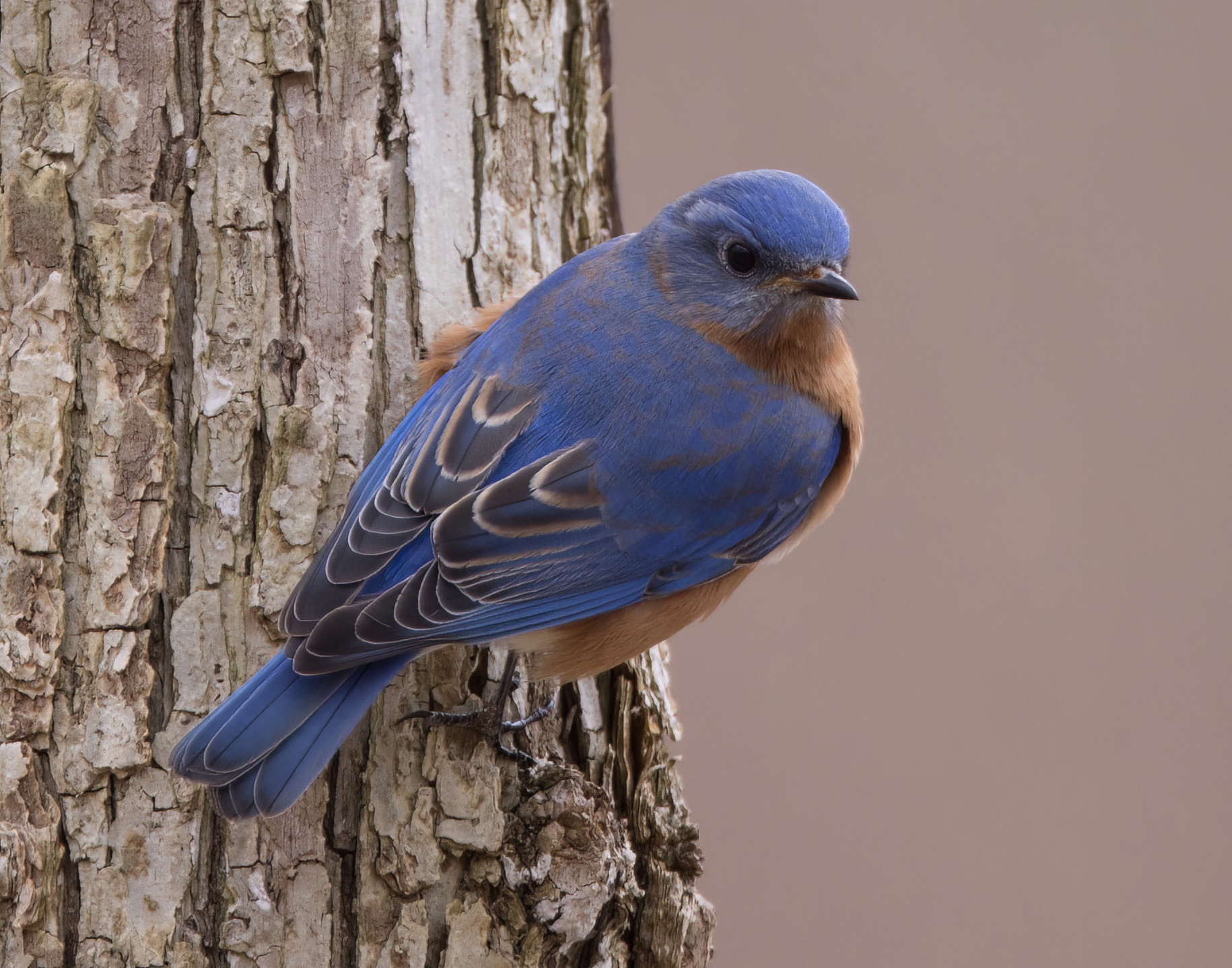01_Bluebird