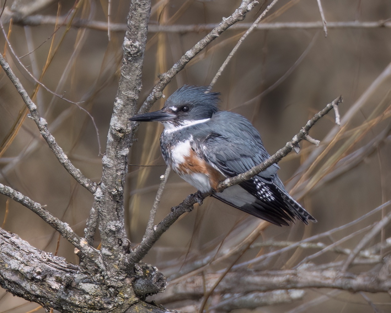 03_kingfisher