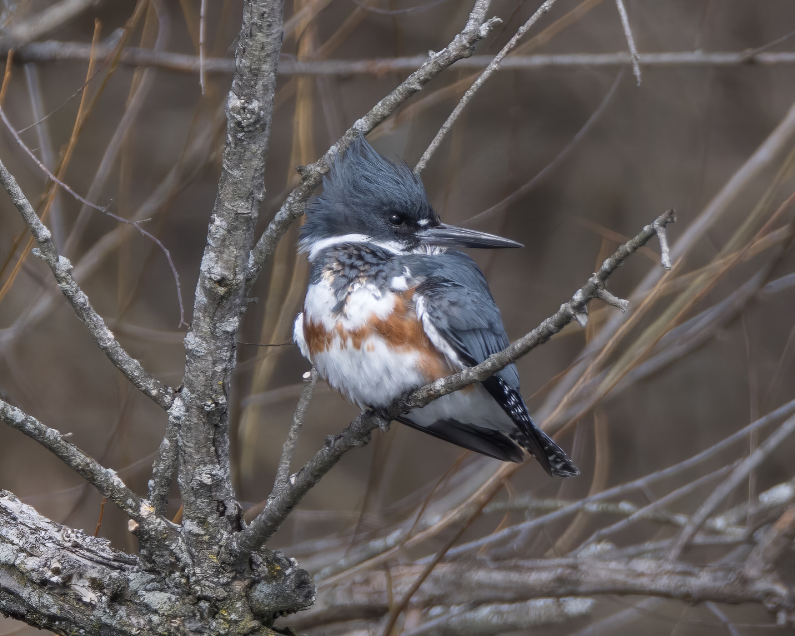 04_kingfisher