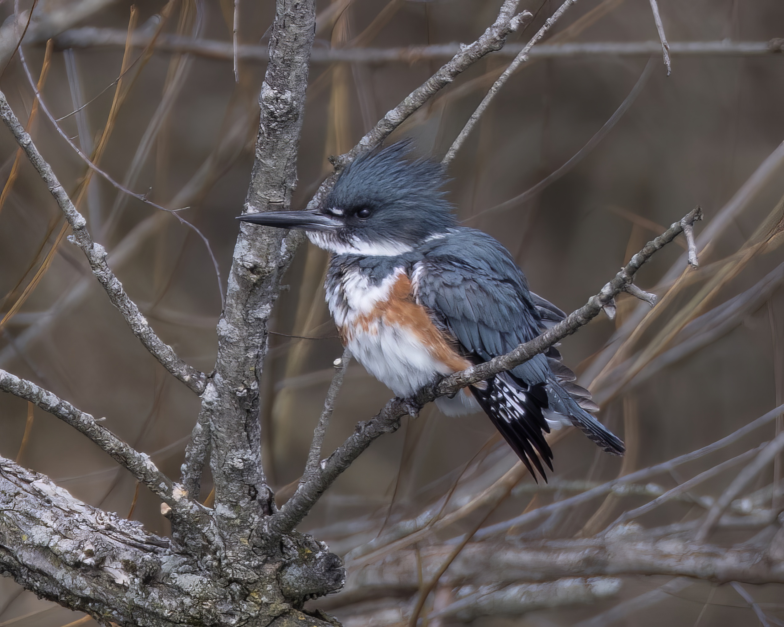 05_kingfisher