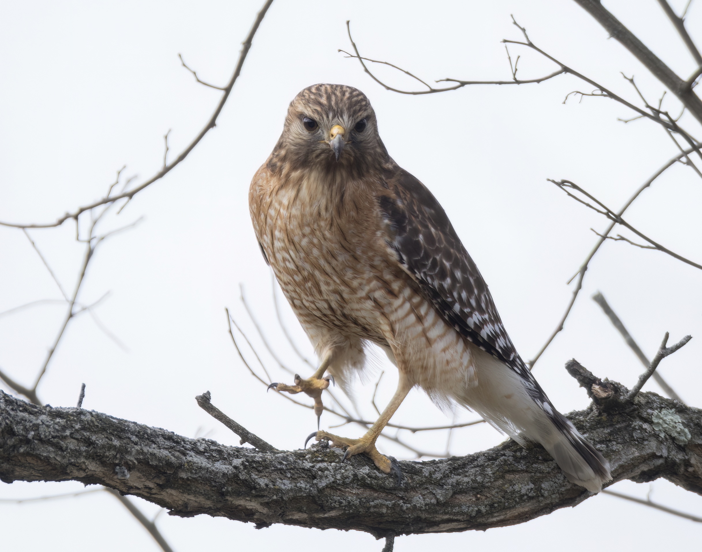 08_redshouldered_hawk