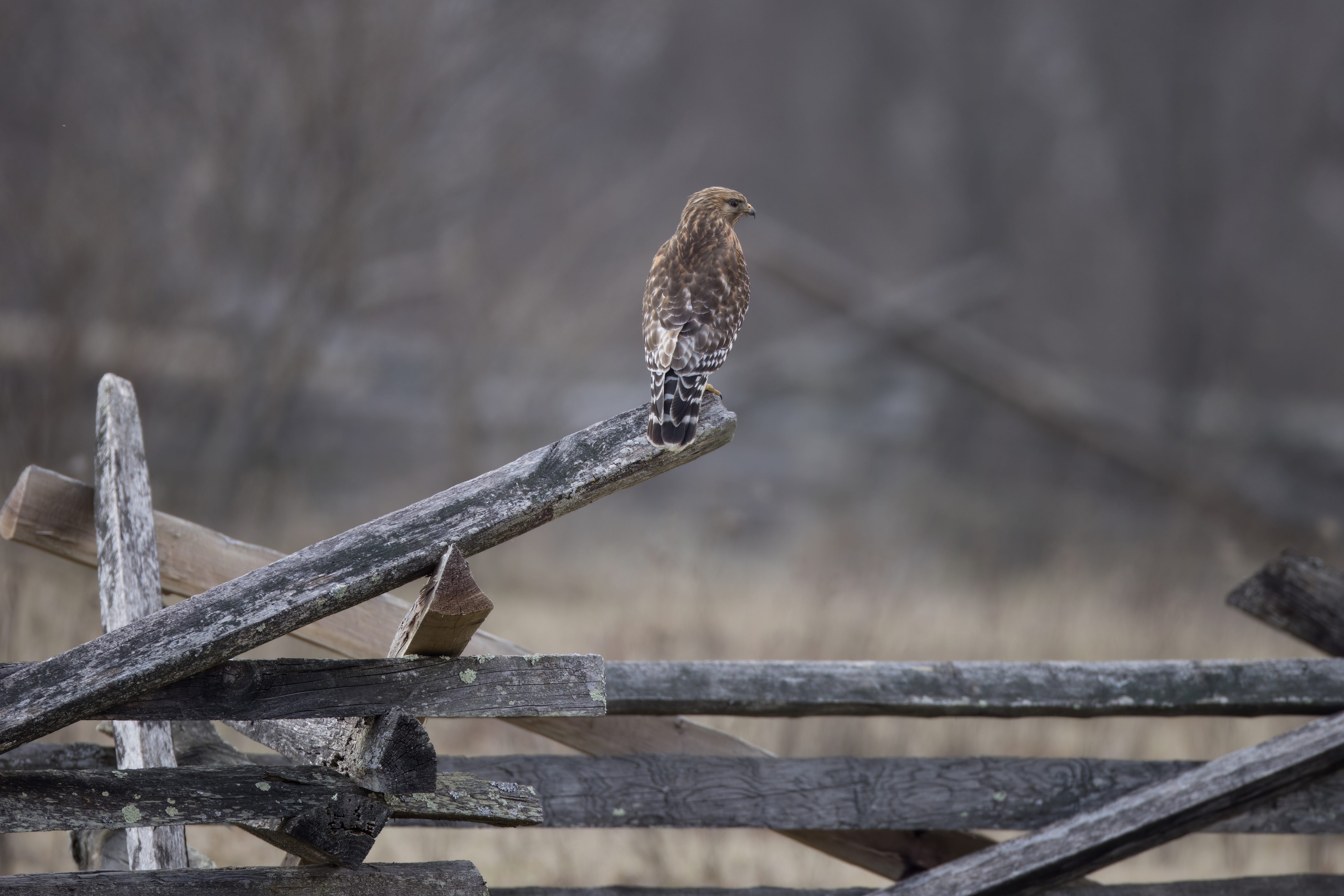 10_redshouldered_hawk