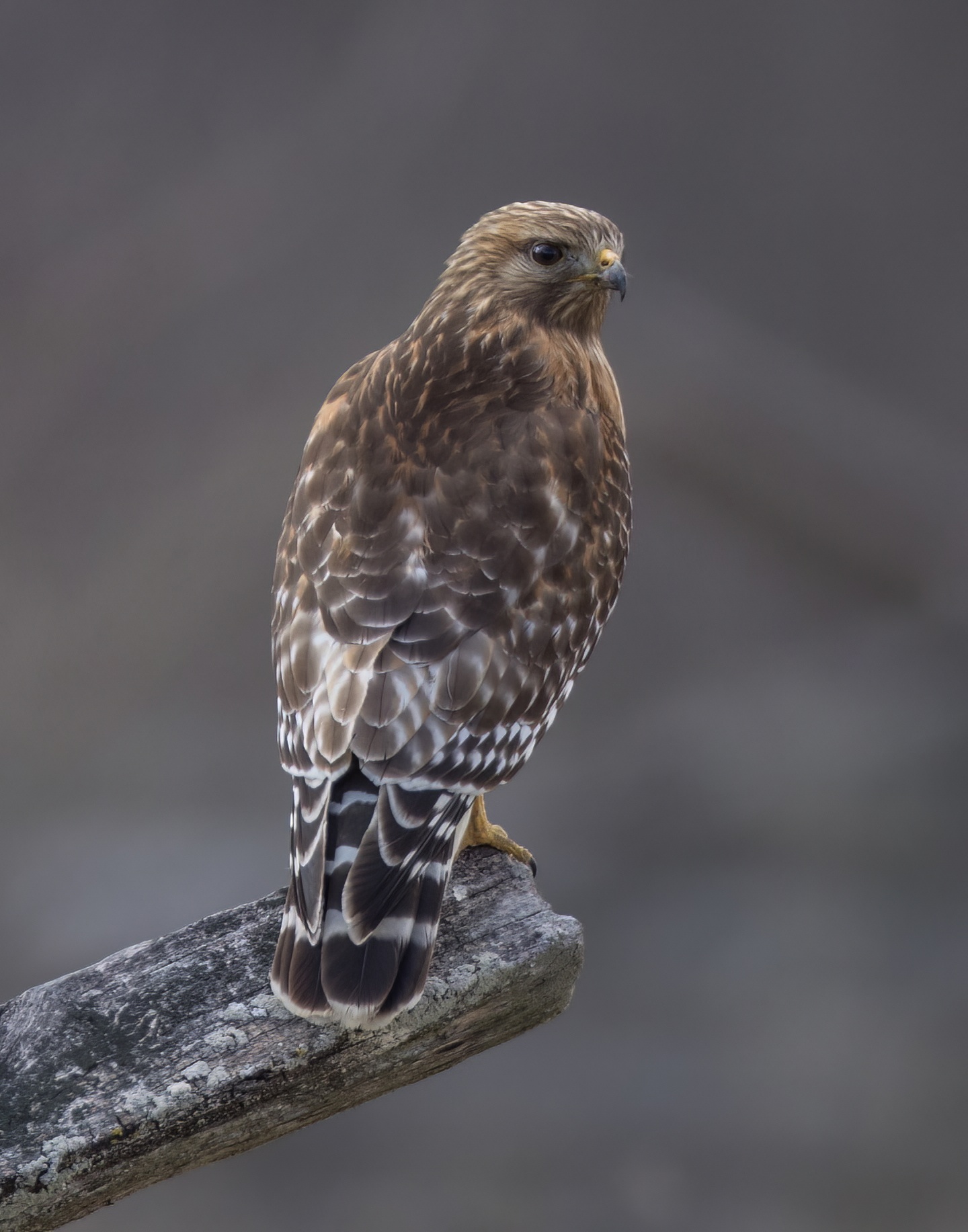11_redshouldered_hawk