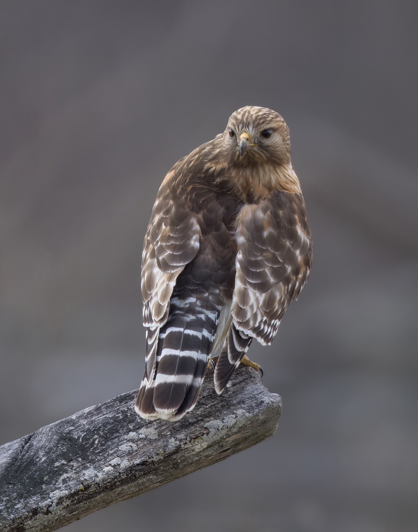12_redshouldered_hawk