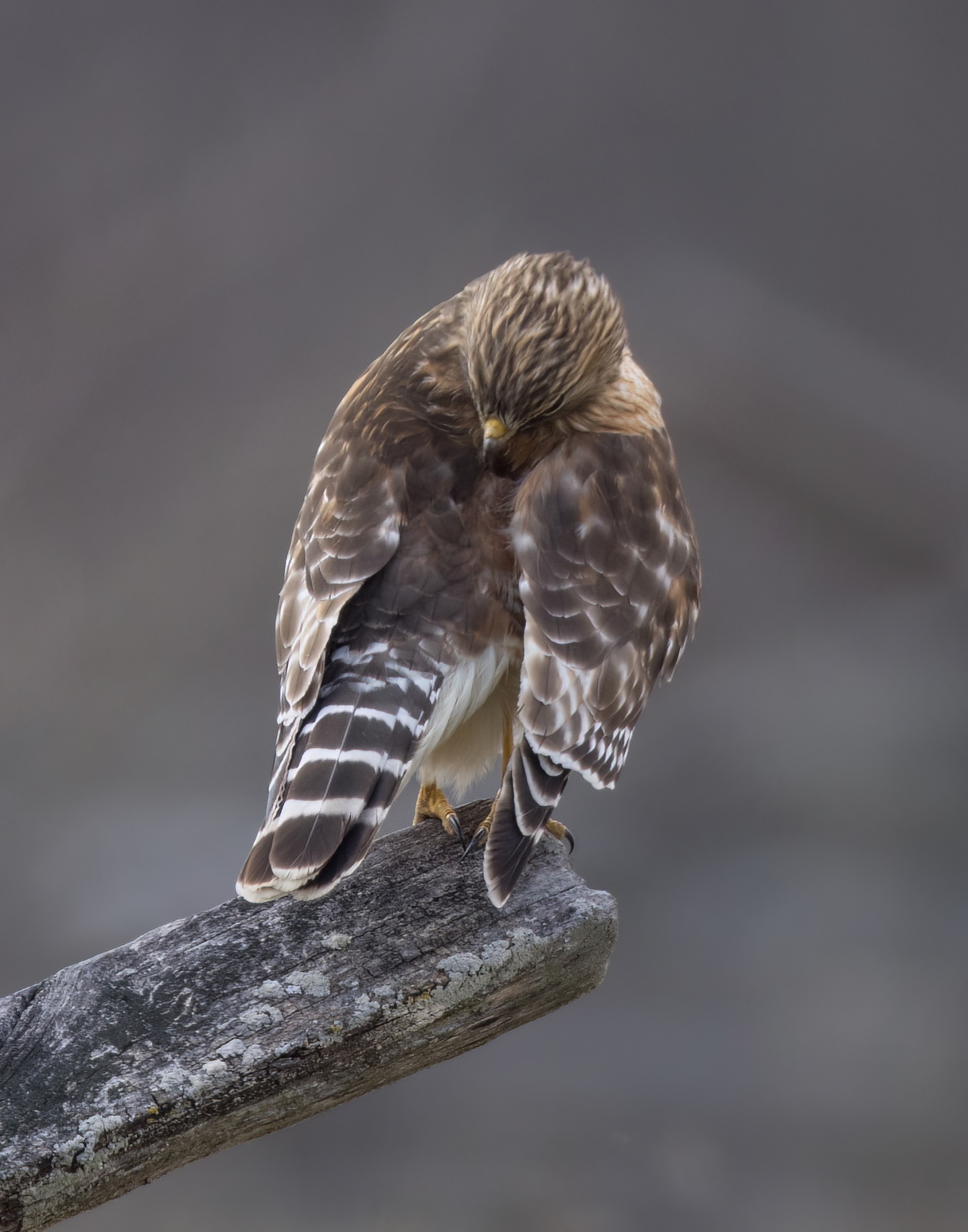 13_redshouldered_hawk
