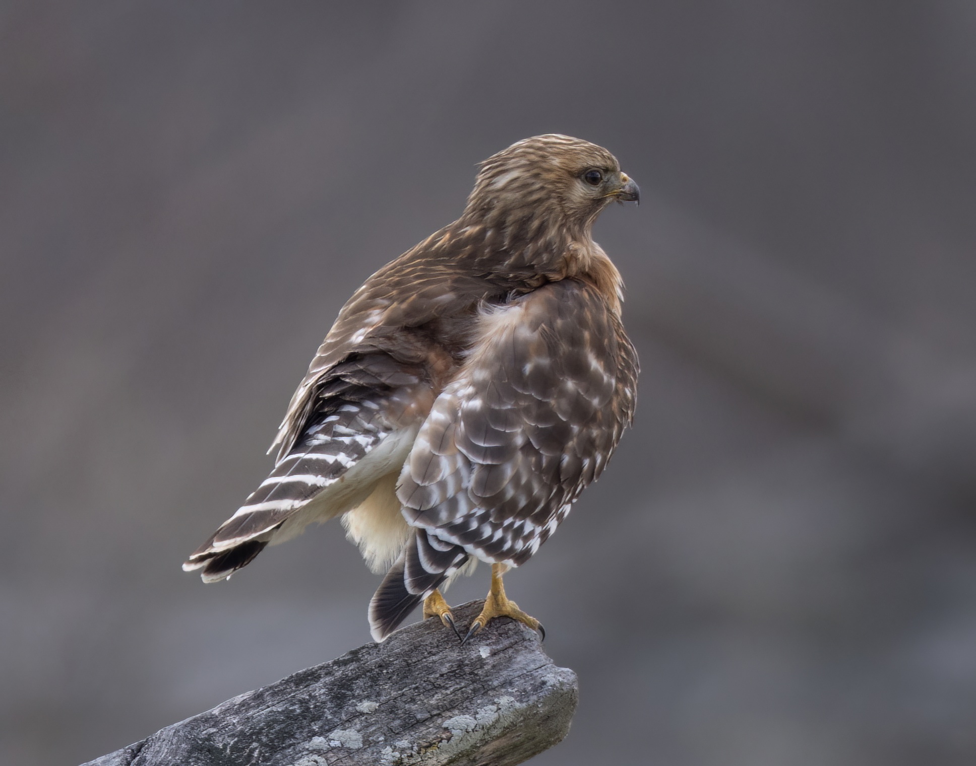 14_redshouldered_hawk