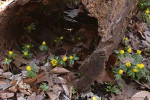16_winter_aconite