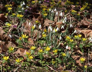20_winter_aconite