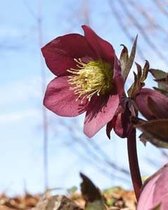 22_hellebor