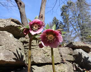 26_hellebor