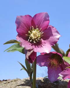 27_hellebor