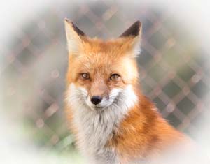 D61G0455